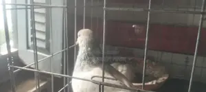 A pair of Khaki pigeons will be sold