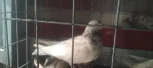A pair of Khaki pigeons will be sold