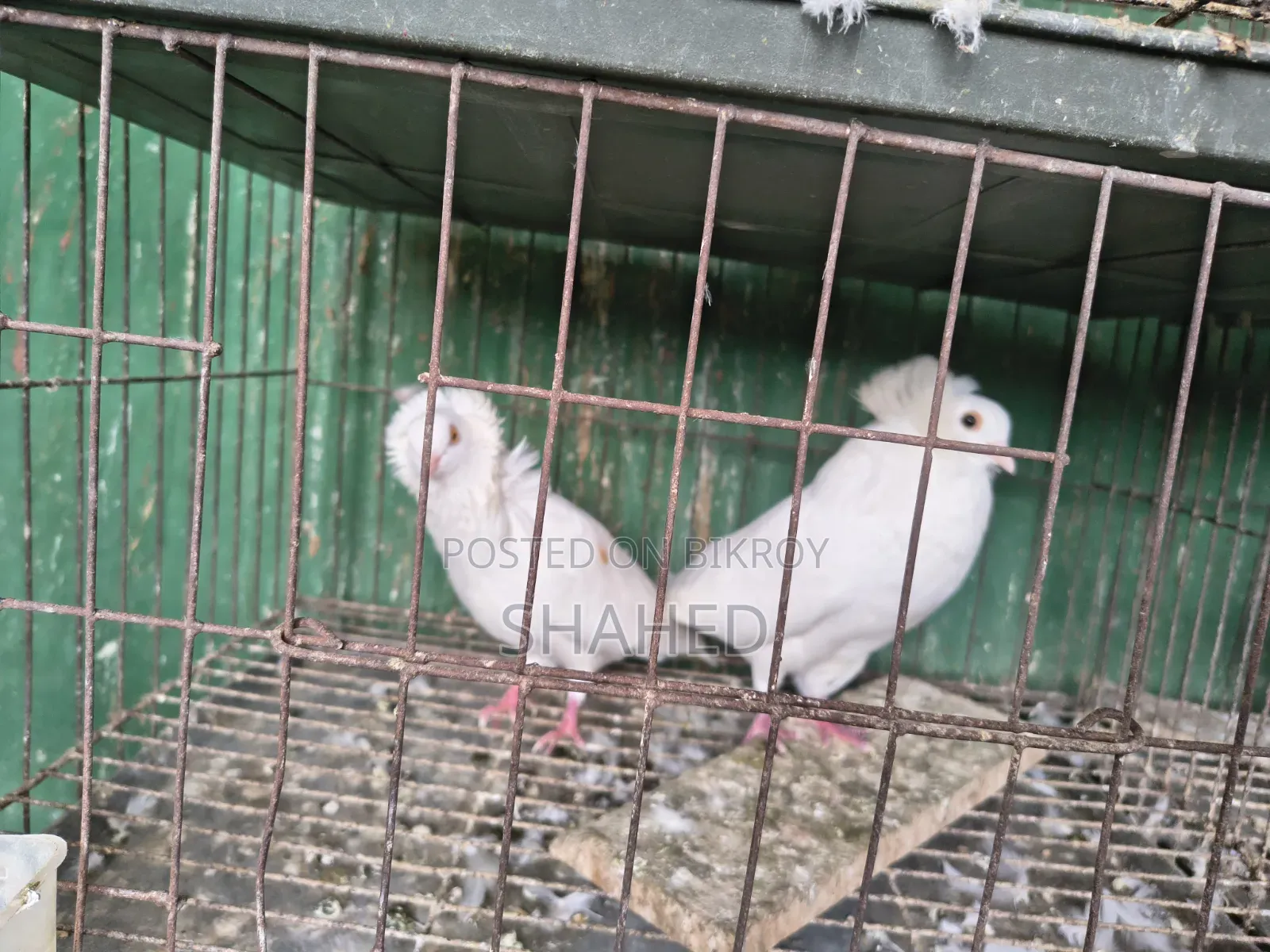 রানিং বোম্বাই জোড়া