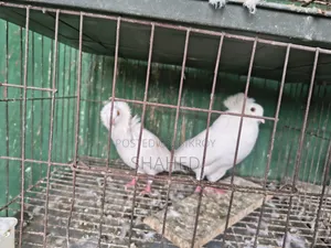 রানিং বোম্বাই জোড়া