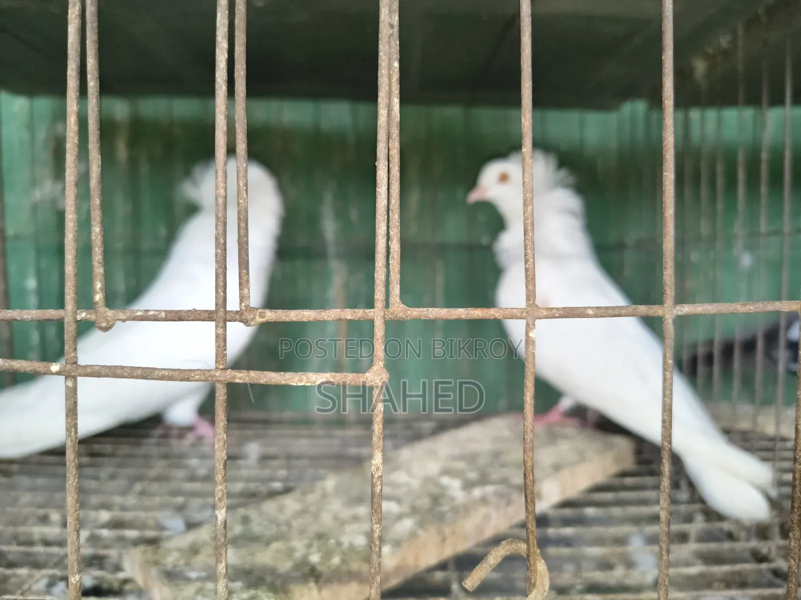 রানিং বোম্বাই জোড়া