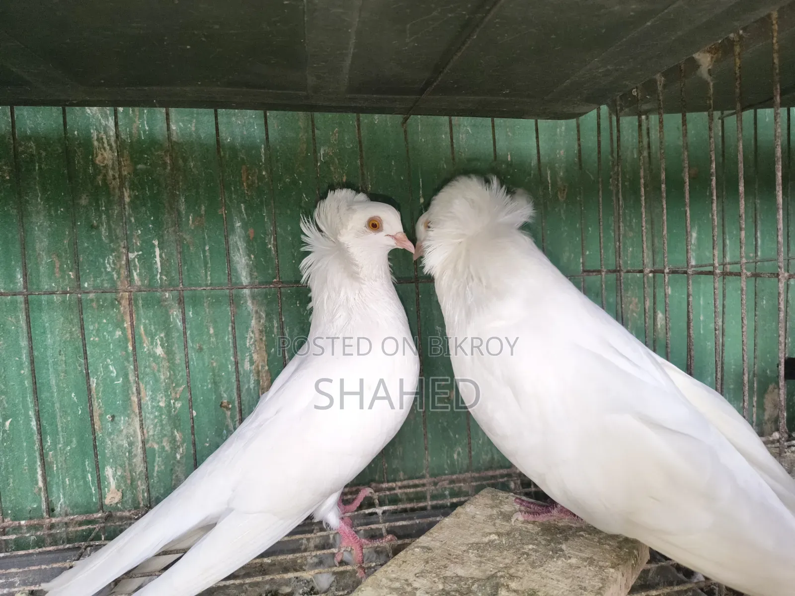 রানিং বোম্বাই জোড়া