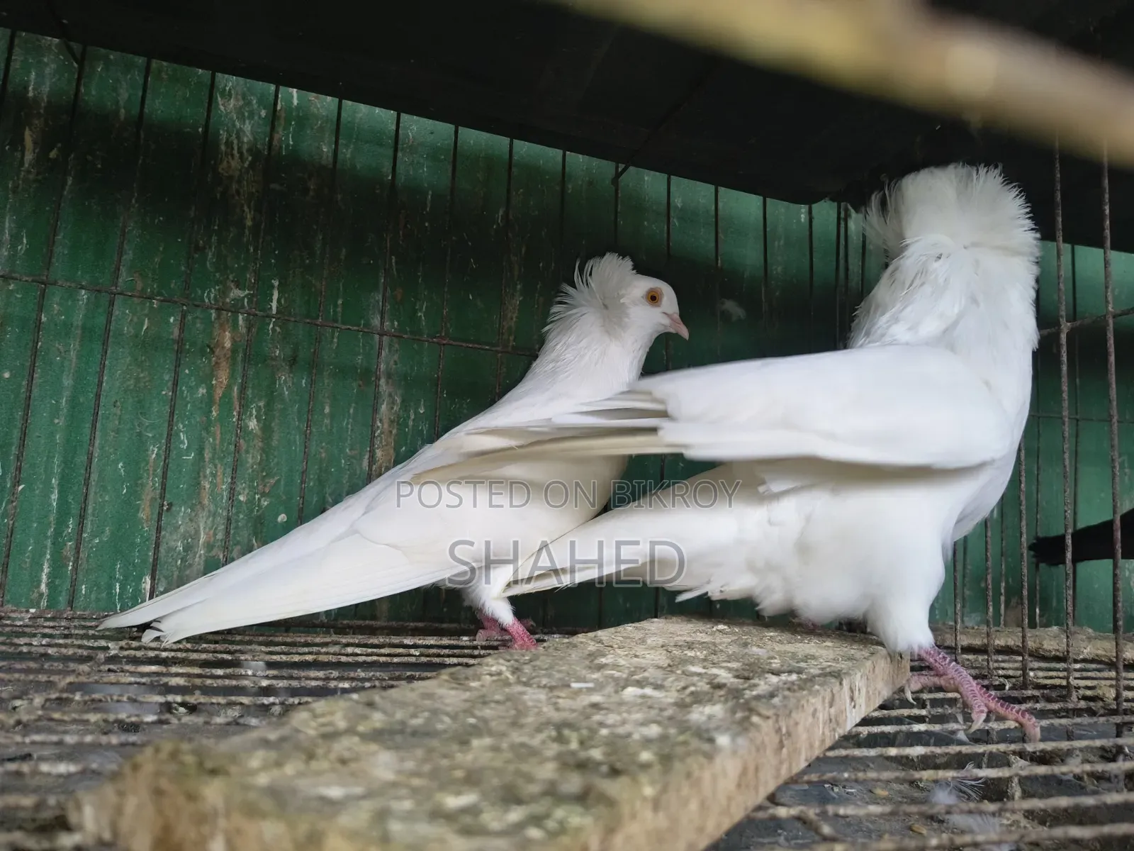 রানিং বোম্বাই জোড়া