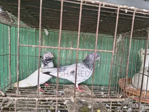 রানিং বোম্বাই জোড়া