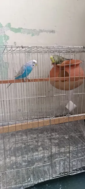 খুব সুন্দর একজোড়া বাজরিগার পাখি