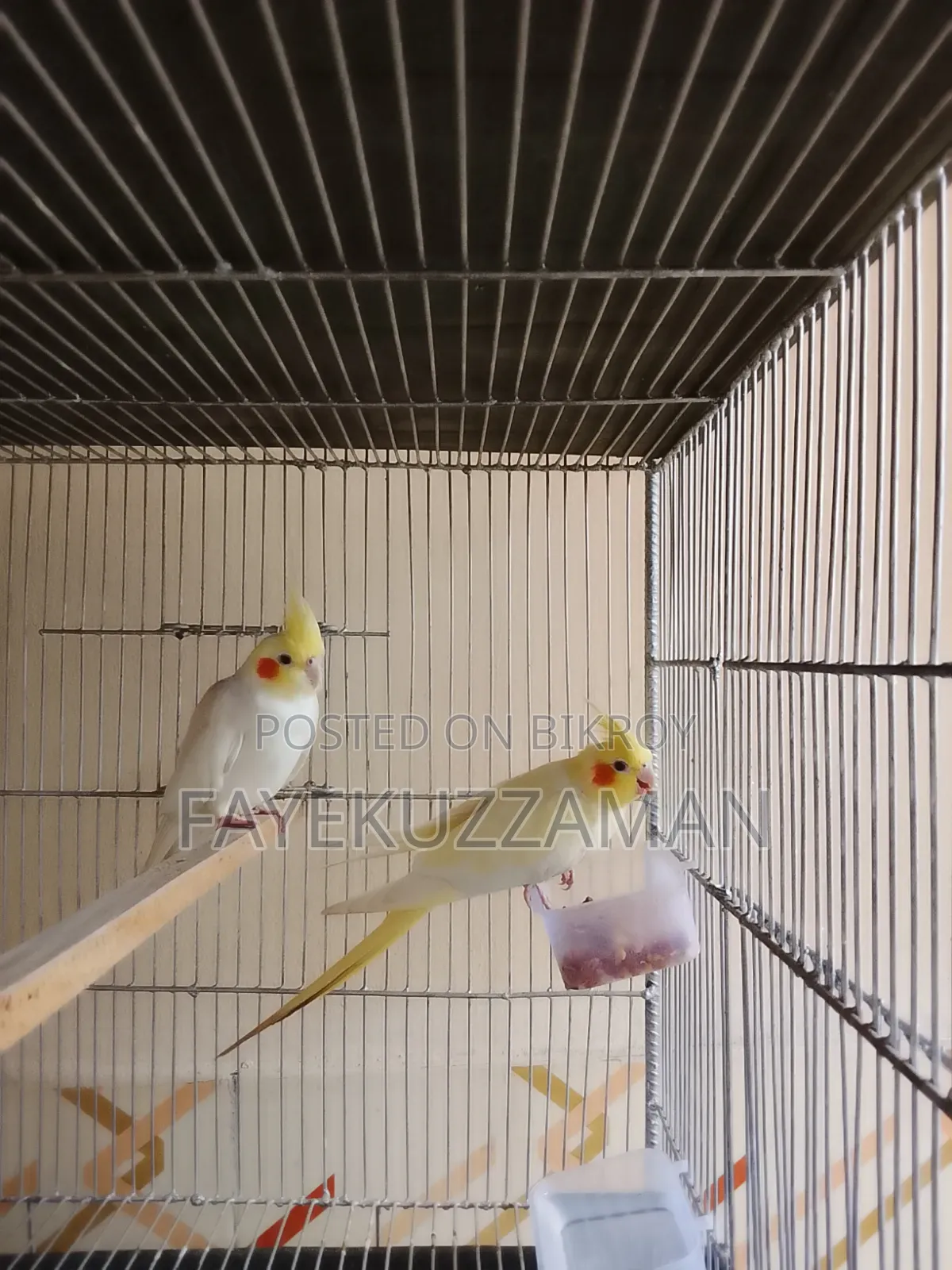 Lutino Cockatiel Master Pair with 2 Babies for Sale