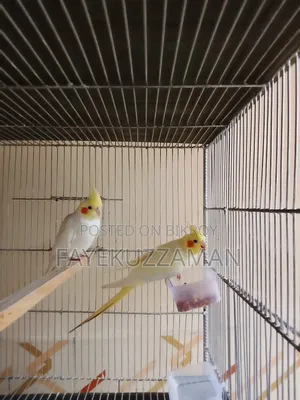 Lutino Cockatiel Master Pair with 2 Babies for Sale
