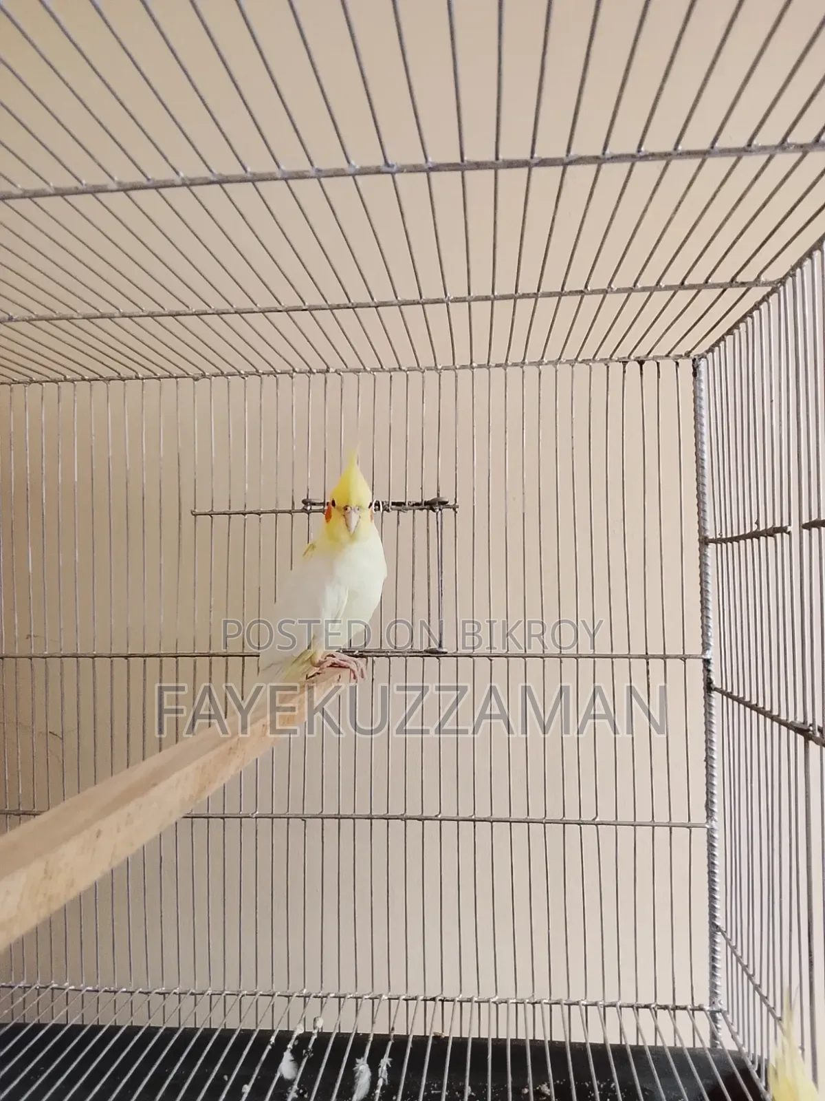 Lutino Cockatiel Master Pair with 2 Babies for Sale