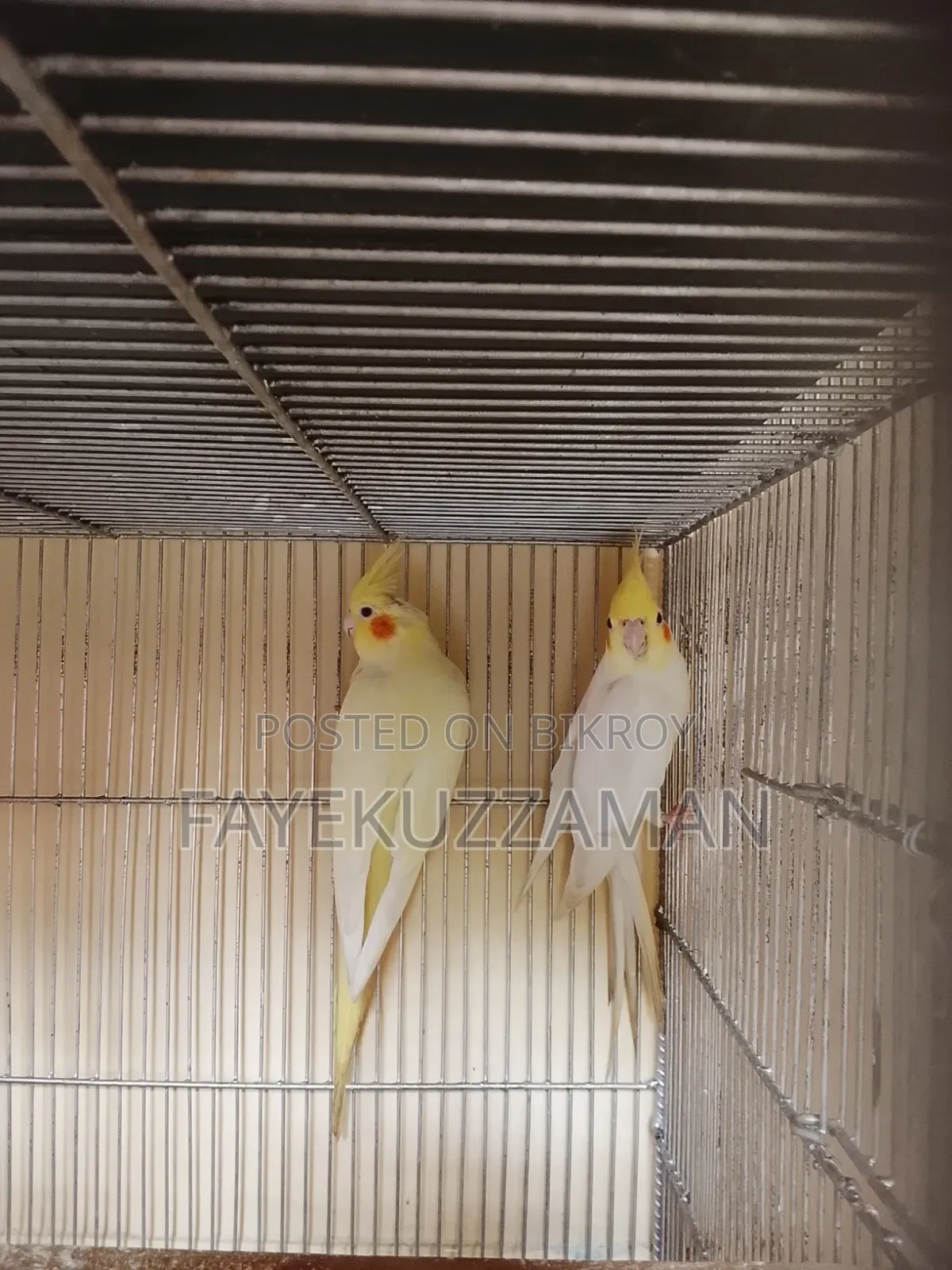 Lutino Cockatiel Master Pair with 2 Babies for Sale