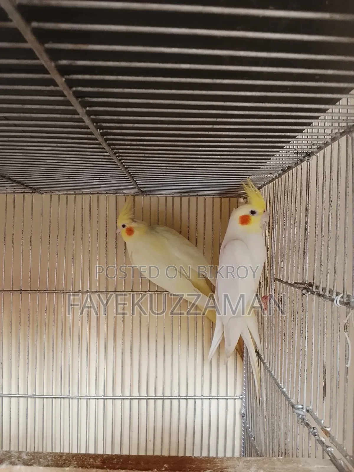 Lutino Cockatiel Master Pair with 2 Babies for Sale