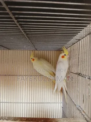 Lutino Cockatiel Master Pair with 2 Babies for Sale
