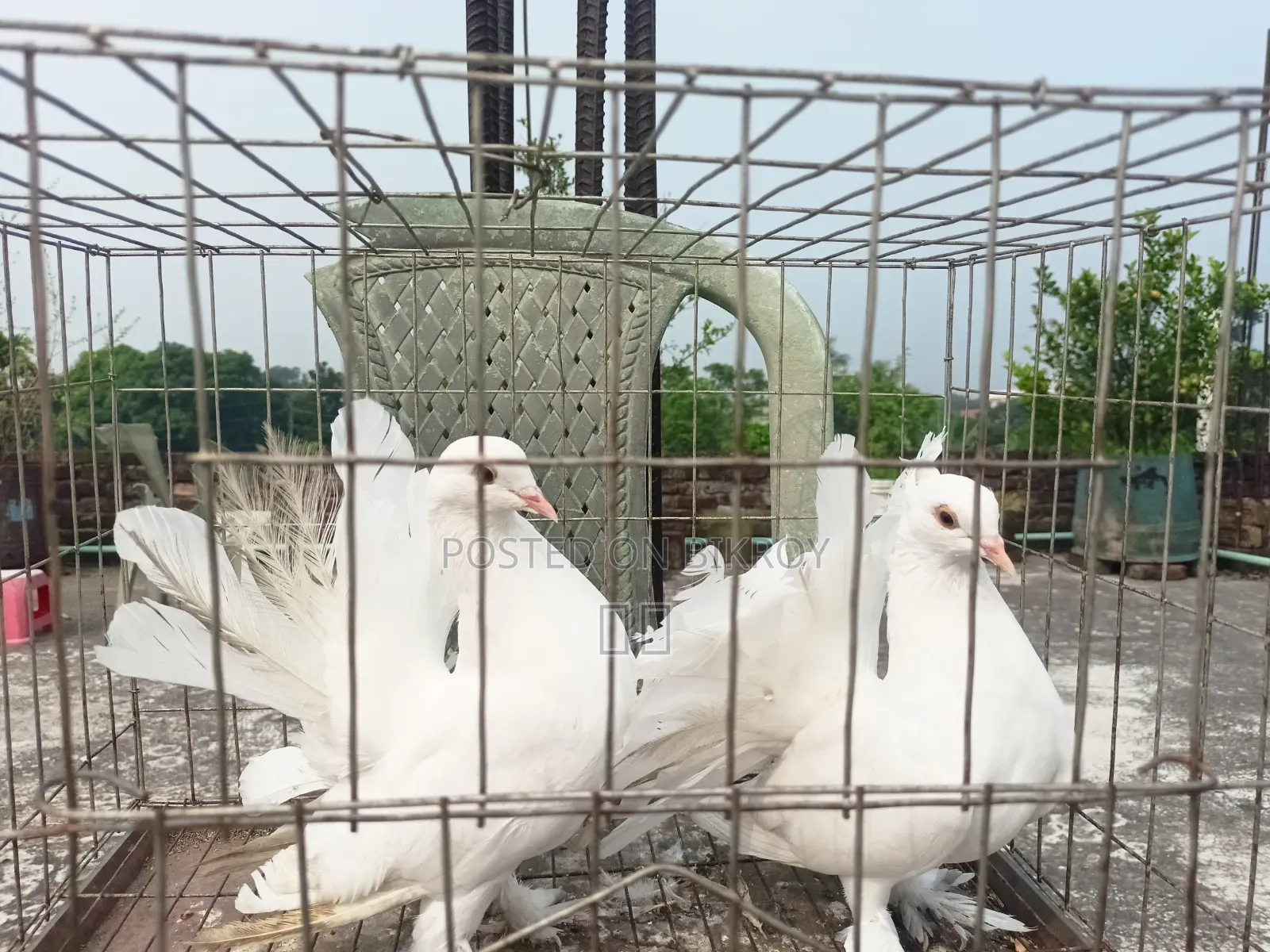 Lakha New Adult, Green-necked Giribaj Pigeon Pair