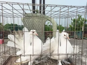 Lakha New Adult, Green-necked Giribaj Pigeon Pair
