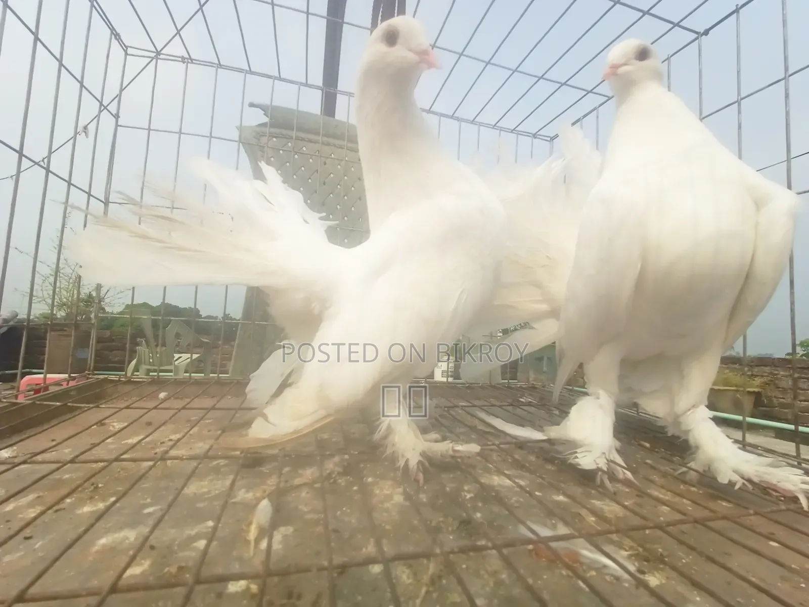 Lakha New Adult, Green-necked Giribaj Pigeon Pair