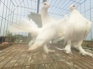 Lakha New Adult, Green-necked Giribaj Pigeon Pair