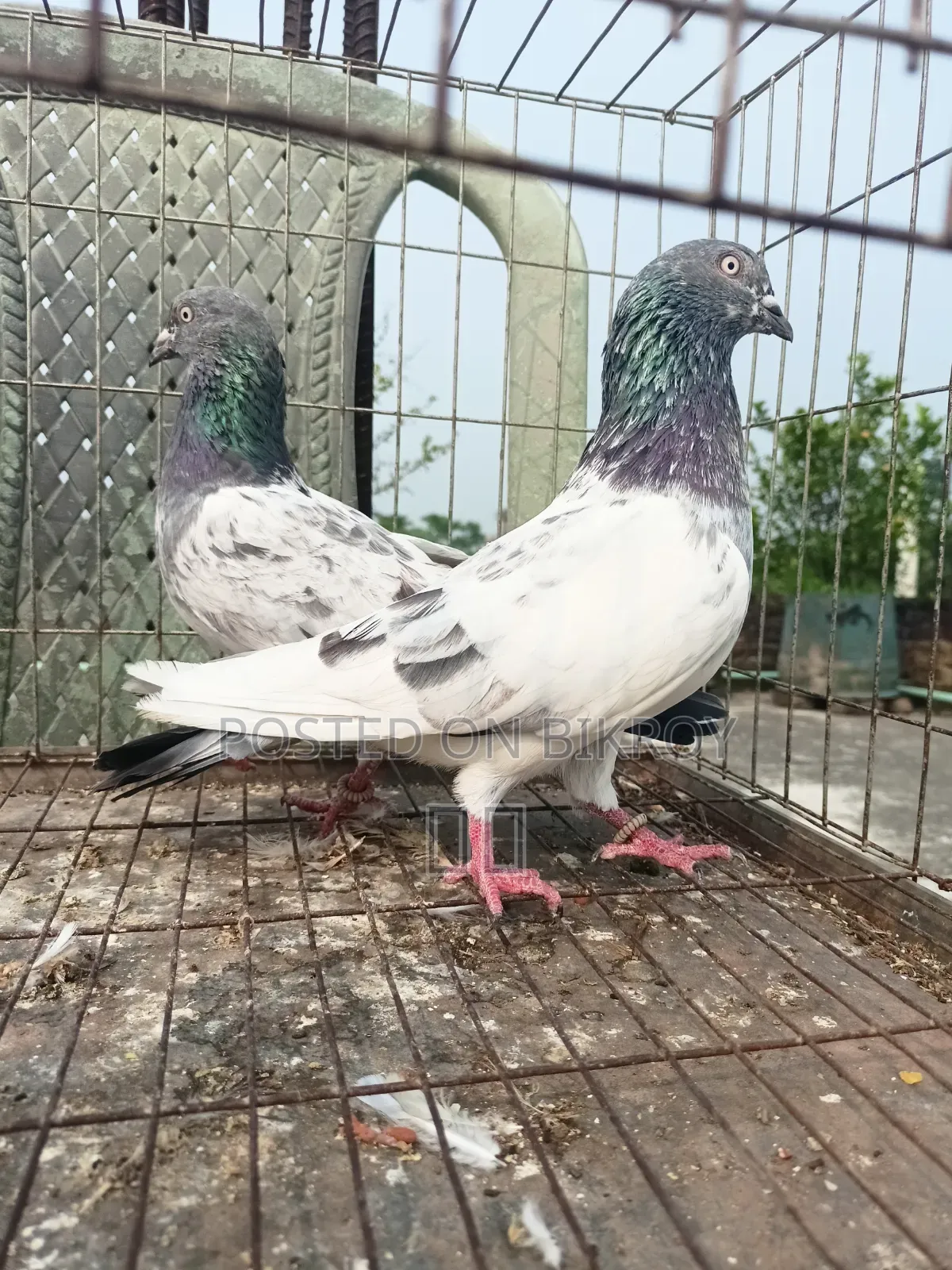 Lakha New Adult, Green-necked Giribaj Pigeon Pair