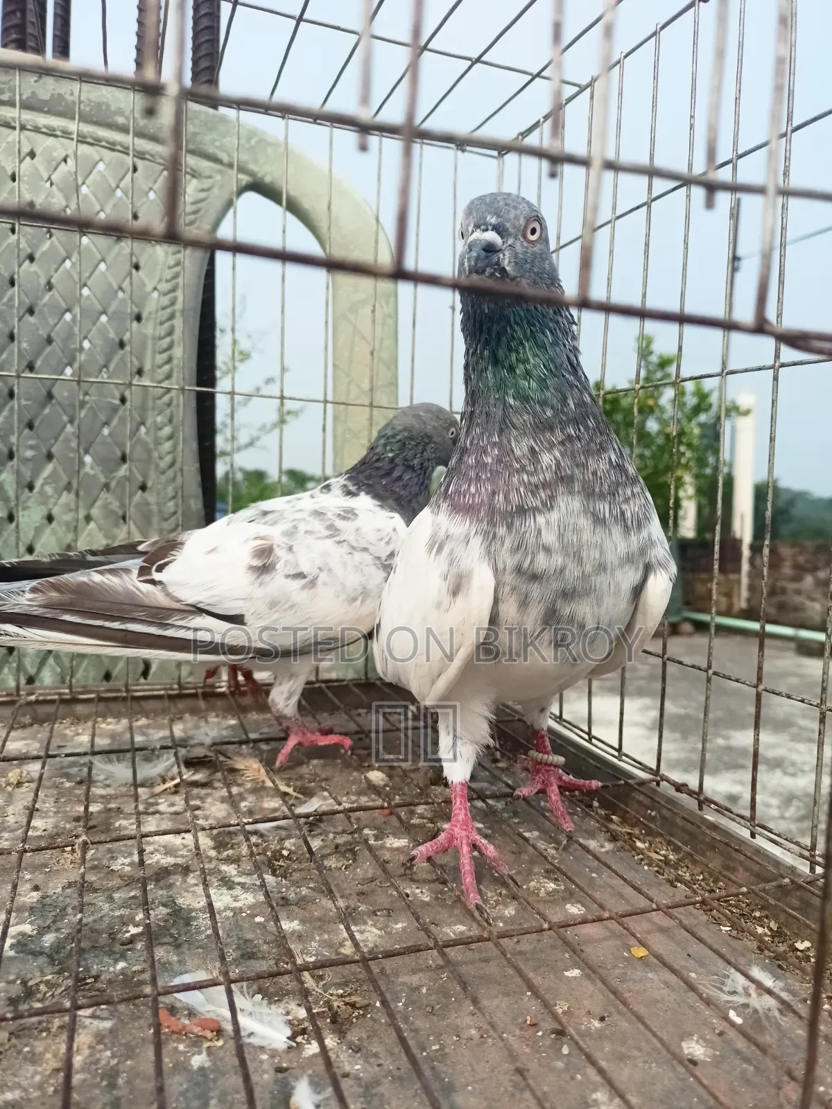 Lakha New Adult, Green-necked Giribaj Pigeon Pair