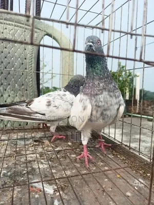 Lakha New Adult, Green-necked Giribaj Pigeon Pair