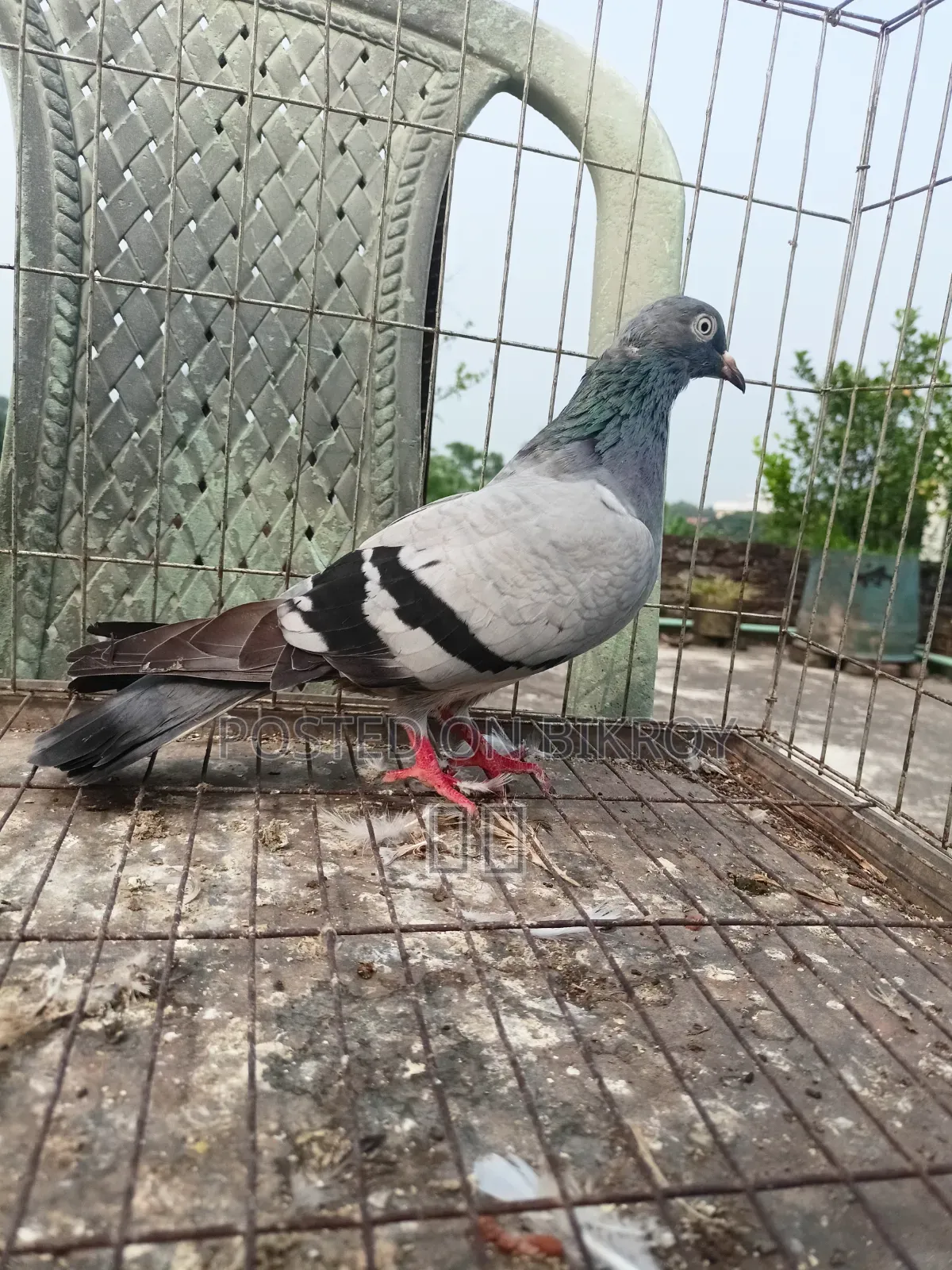 Lakha New Adult, Green-necked Giribaj Pigeon Pair