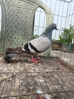 Lakha New Adult, Green-necked Giribaj Pigeon Pair