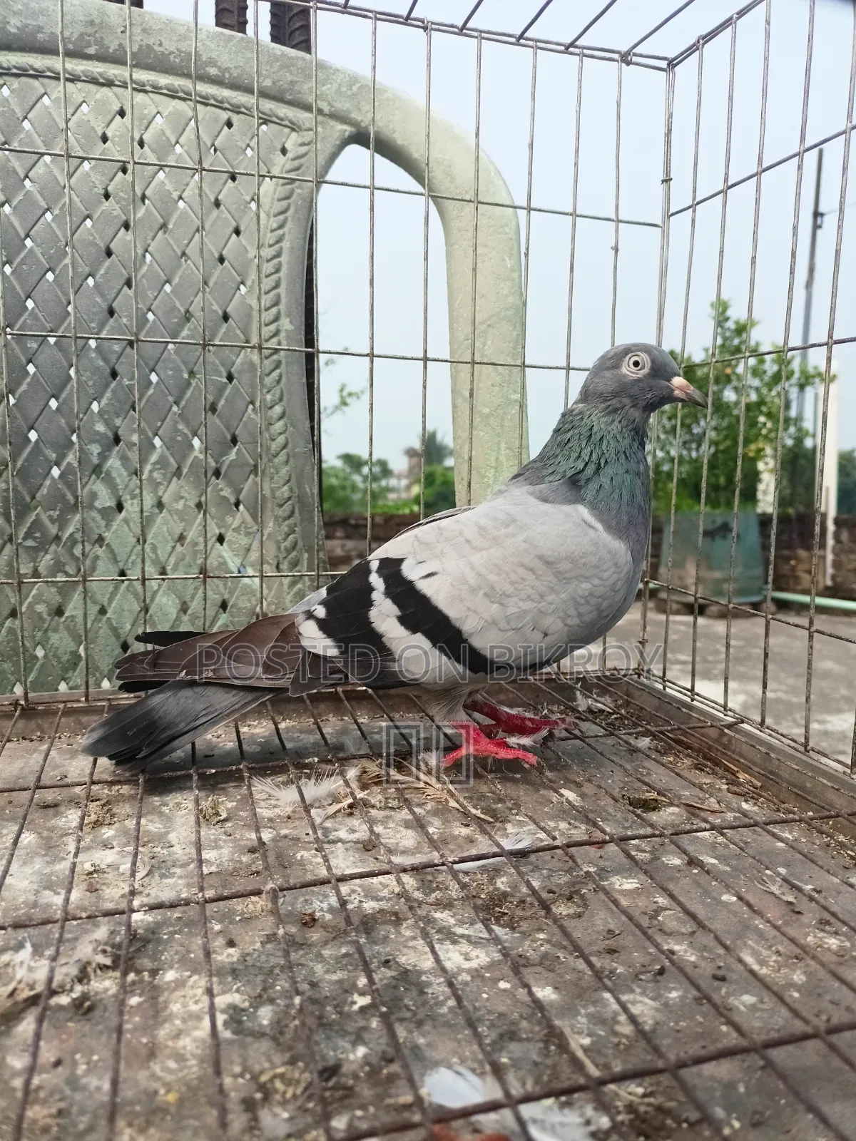 Lakha New Adult, Green-necked Giribaj Pigeon Pair
