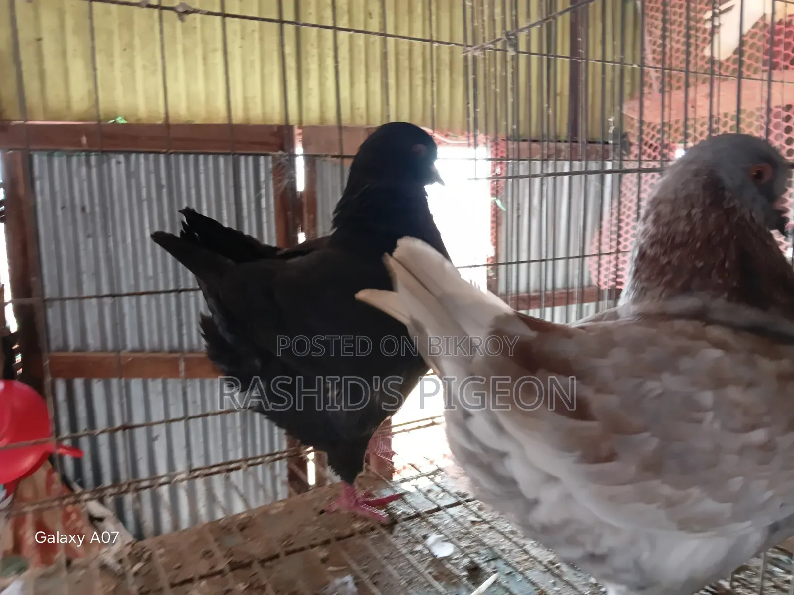 Pigeon For Sale