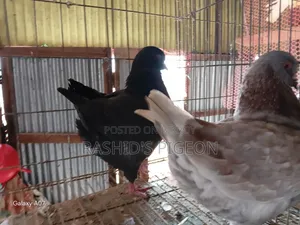 Pigeon For Sale