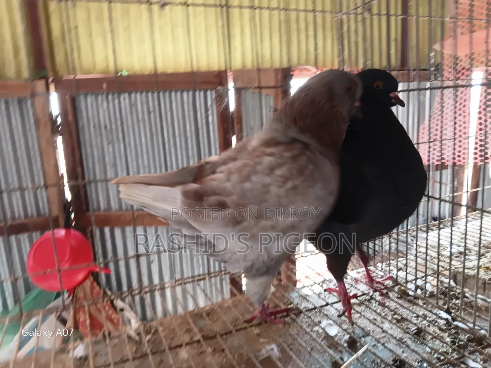 Pigeon For Sale