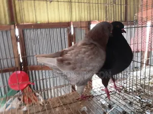 Pigeon For Sale