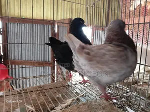 Pigeon For Sale