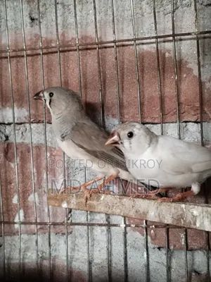ফিন্চ পাখির জোড়া
