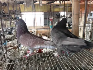 Pigeon for Sale