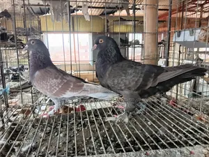 Pigeon for Sale