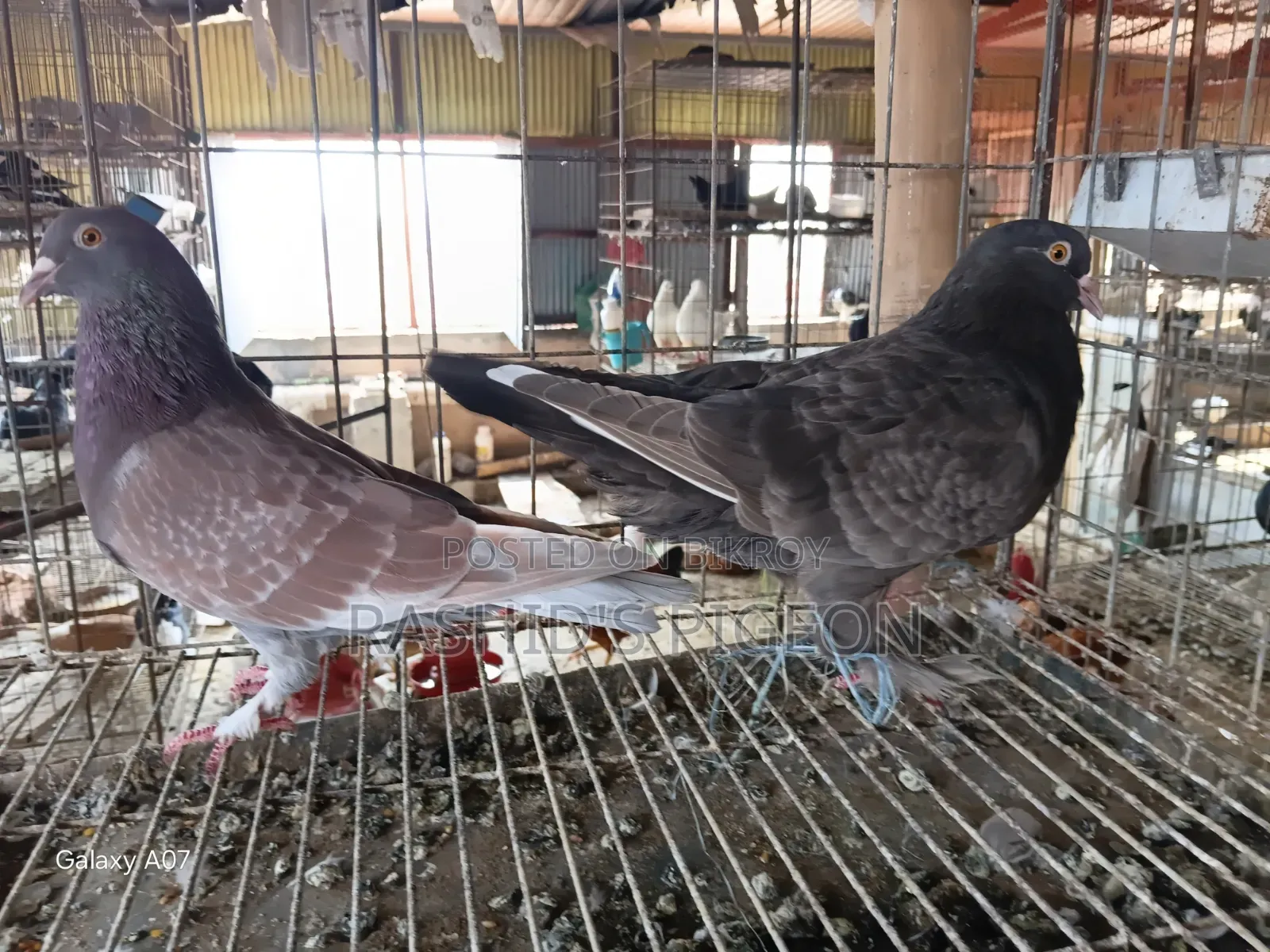 Pigeon for Sale