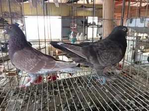 Pigeon for Sale