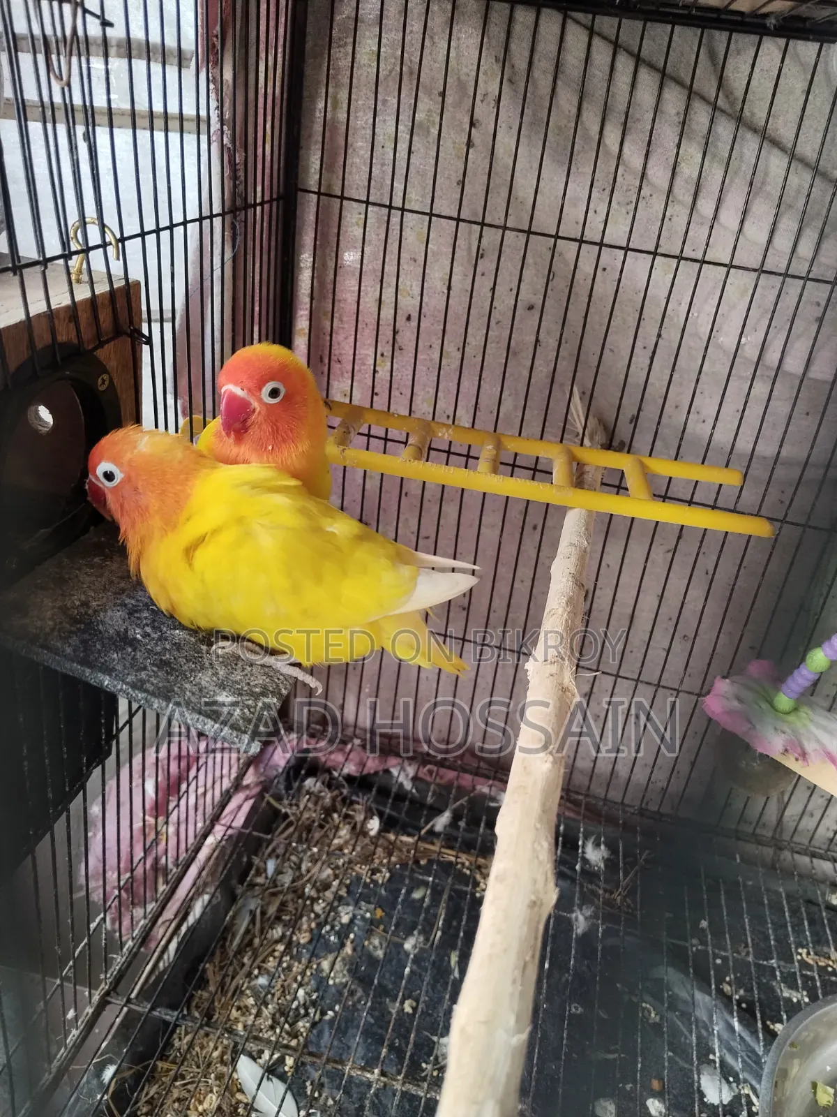 ইয়োলো ফিসার রানিং পেয়ার