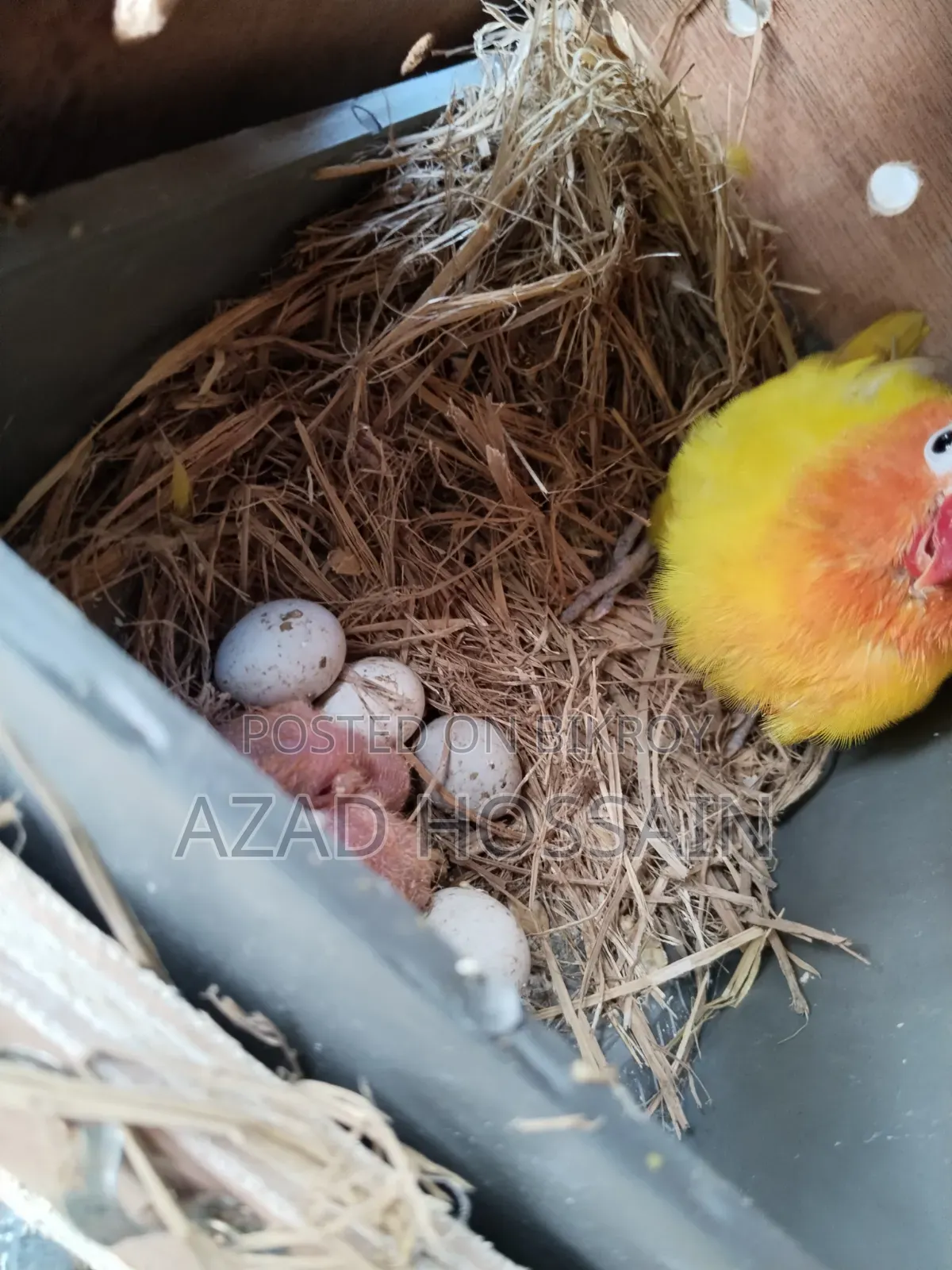 ইয়োলো ফিসার রানিং পেয়ার