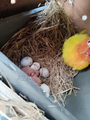 ইয়োলো ফিসার রানিং পেয়ার