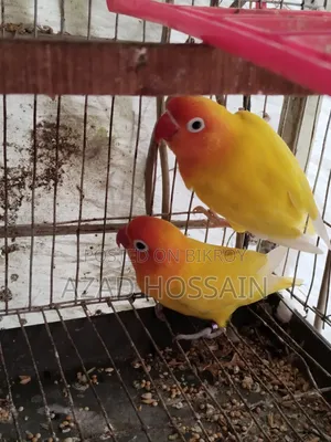 ইয়োলো ফিসার রানিং পেয়ার
