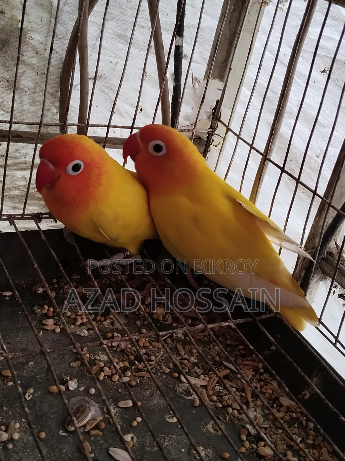 ইয়োলো ফিসার রানিং পেয়ার