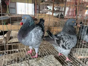 Pigeon Sale