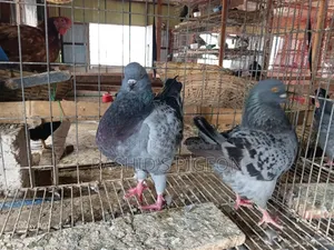 Pigeon Sale
