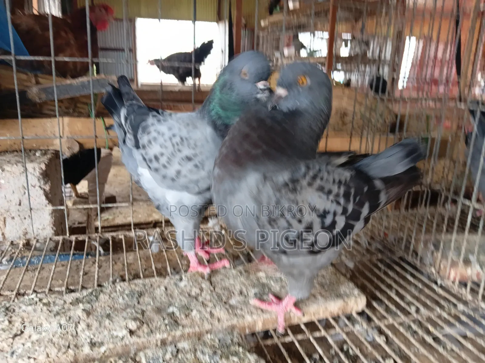 Pigeon Sale