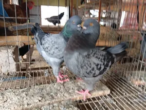 Pigeon Sale