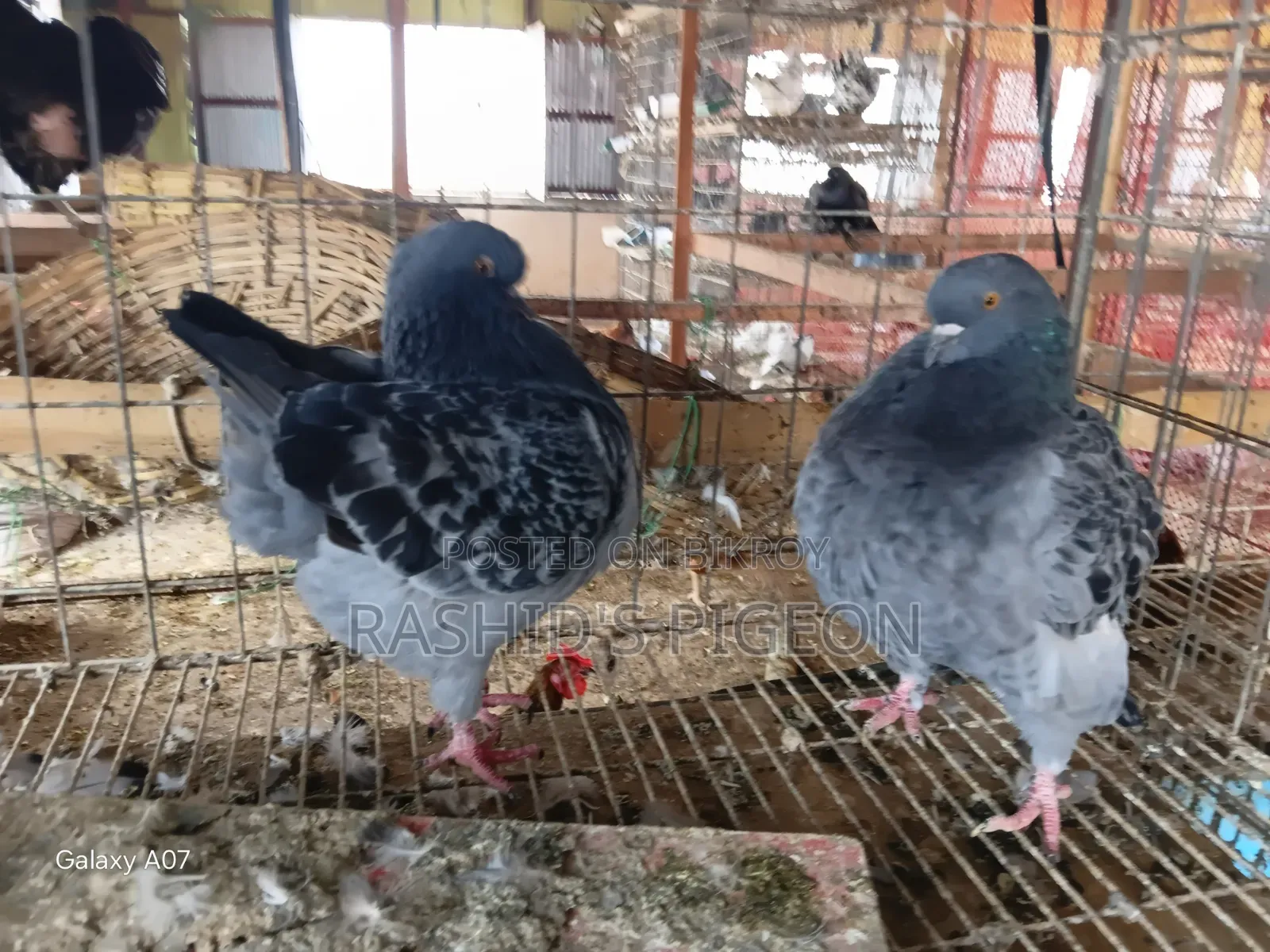 Pigeon Sale