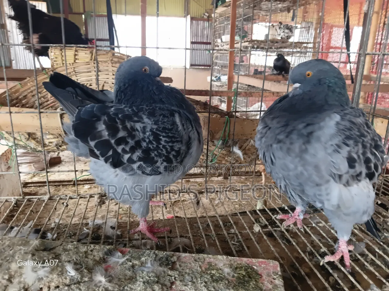 Pigeon Sale