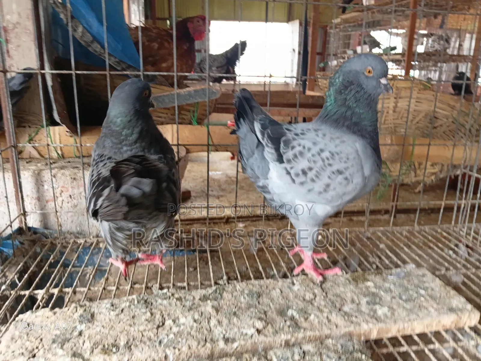 Pigeon Sale