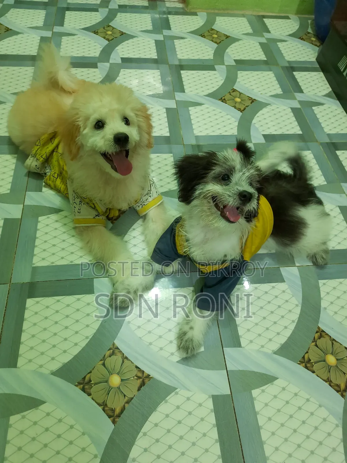 3-6 months Male Purebred Lhasa Apso