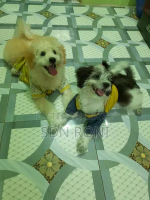 3-6 months Male Purebred Lhasa Apso