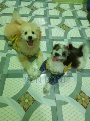 3-6 months Male Purebred Lhasa Apso